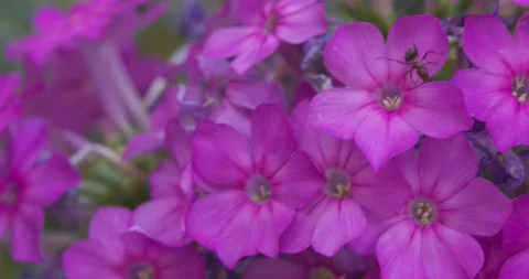 A large ant crawls on purple flowers in a summer meadow Stock Footage 277435289