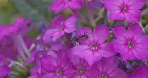 A large ant crawls on purple flowers in a summer meadow Stock Footage 317675136
