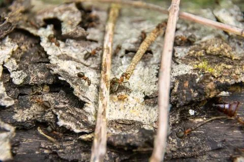 Large ant dragging a twig into an anthill, selective focus Stock Photos
