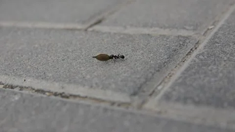 Large ant drags a small leaf Видео 131333723