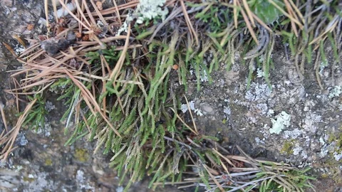 Large ant Stock Footage 87019732