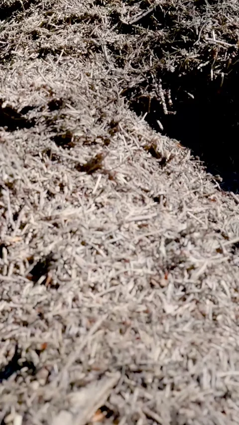Large Ant Hill Constructed In Sunny Coniferous Forest Stock Footage 335476789