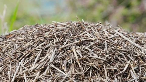 Large ant hill in a spring forest Stockfoto's