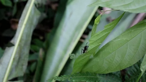 Large ant on leaf in rainforest Stock Footage 41857855