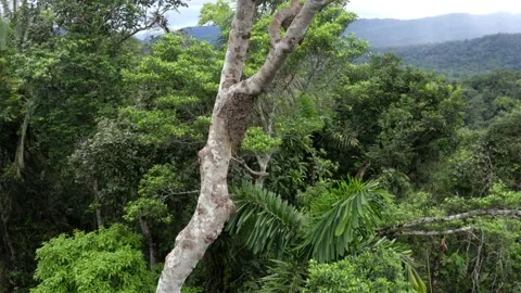 A large ant nest that has been build high up in the tree crown of a tall tree Stock Footage 154696538