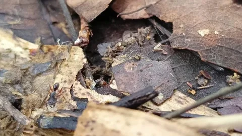 Large Ant Stealing Prey From Smaller Ants Near Nest Entrance In Tropical Forest Stock-Footage 332979865