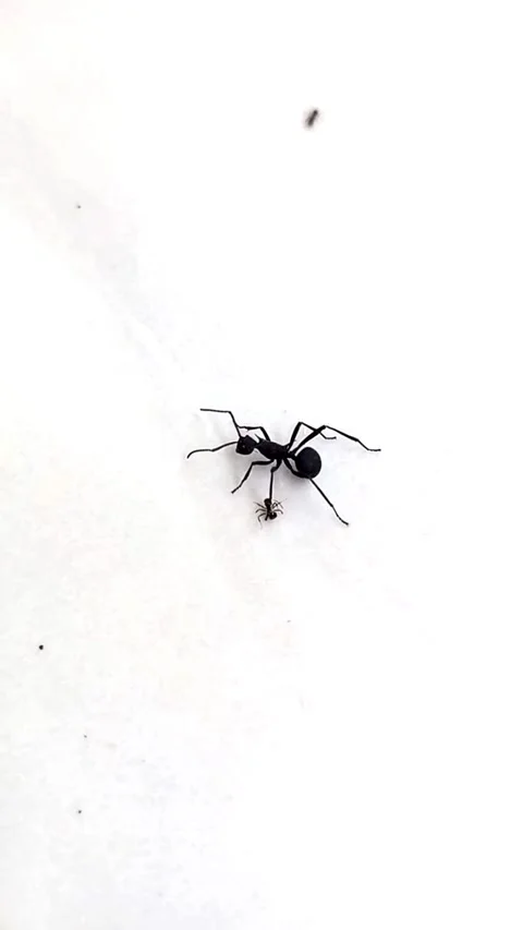 Large Ant Stepping on Small Ant on White Ceramic Floor – Vertical Macro Wildlife Stock Footage 330039769