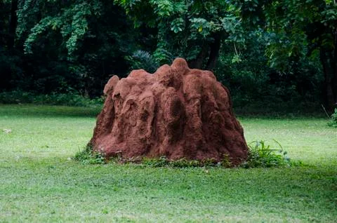 Large Ant Termite Hill Stock Photos
