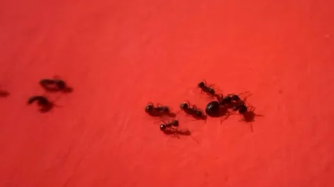 Large Ant Walking Slowly Among Smaller Ants Vidéo 341756113