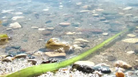 Large Ant Walks Beach at Waters Edge Vídeo Stock 12592538