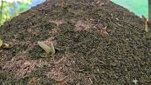 A large anthill with active life Stock Footage 317649321