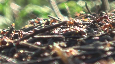 A large anthill, ants 動画素材 52367215