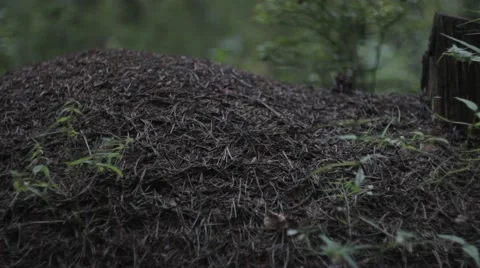 A large anthill, the ants work 스톡 동영상 53230731