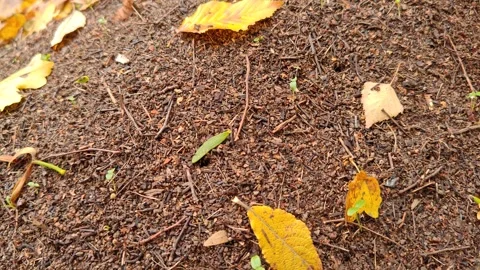 A large anthill in autumn Stock Footage 319696119