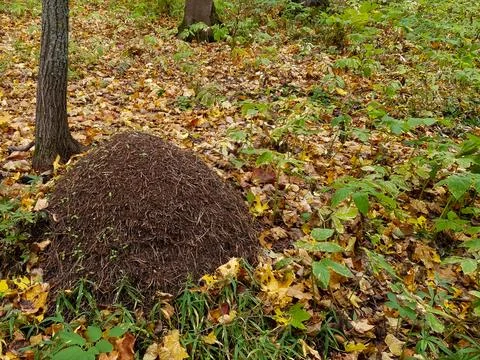A large anthill in the autumn forest Stock Photos