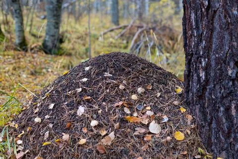 A large anthill in the autumn forest, rainy autumn weather Stock Photos