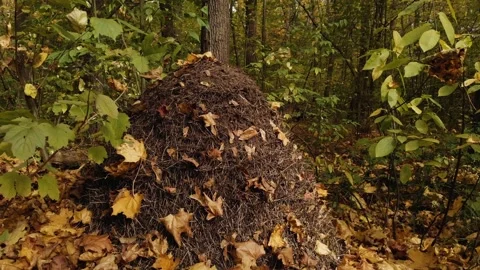 Large anthill close-up in the autumn forest. 4K Stock Footage 140545852