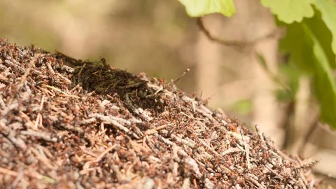 Large anthill with colony of red ants under the oak tree branch in summer Stock Footage 106598621