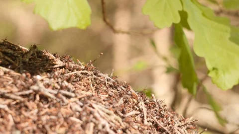 Large anthill with colony of red ants under the oak tree branch in summer Video stock 107398477