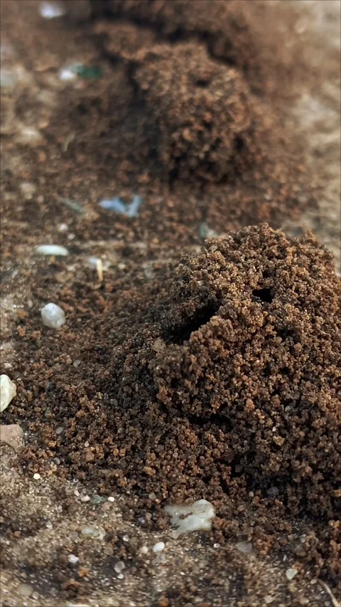A large anthill in a coniferous forest Stock Footage 313102384