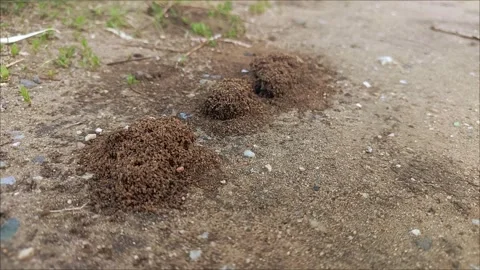 A large anthill in a coniferous forest Stock Footage 313102478