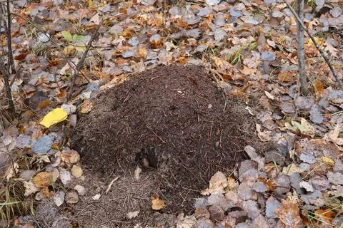 Large anthill covered with pine needles and twigs in autumn forest Stock Photos