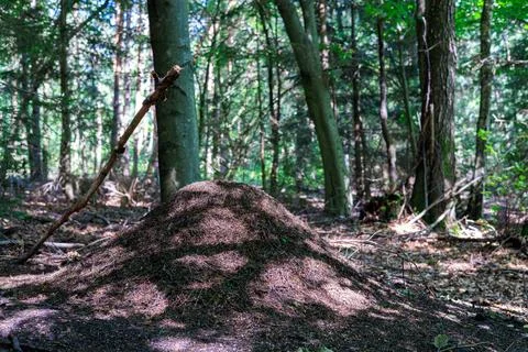 Large anthill in a dark forest. Stock Photos