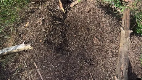 Large anthill of dry needles and soil between old logs in a forest 库存影片 341509992