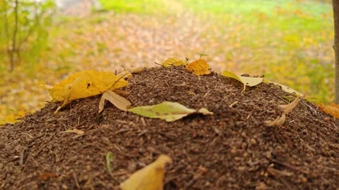 A large anthill in the forest with ants in autumn Stock Footage 319338920