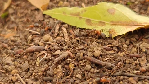 A large anthill in the forest with ants crawling close-up Stock-Footage 319338729