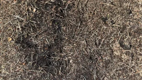 Large anthill with forest ants on soil covered with pine needles  Vídeos de archivo 340997771