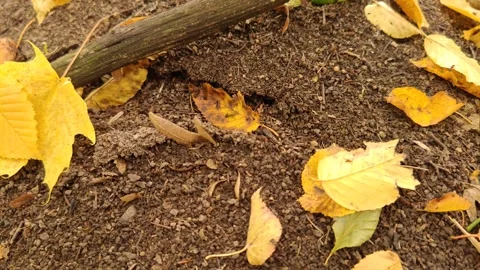 A large anthill in the forest in autumn covered with leaves Stock-Footage 319338997