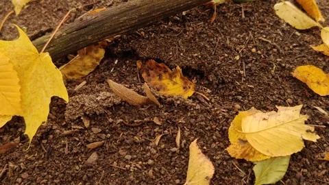 A large anthill in the forest in autumn Stock-Footage 319338901