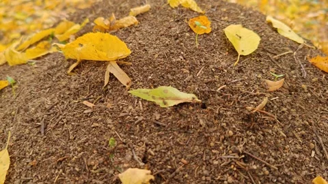 A large anthill in the forest with crawling ants Stock Footage 319338996
