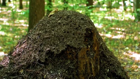 Large anthill in the forest. Home for ants in their natural habitat. 스톡 동영상 316237859