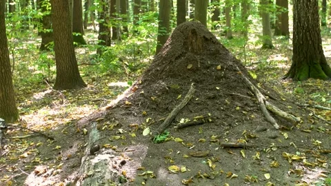 Large anthill in the forest. Home for ants in their natural habitat. Stock Footage 316237919
