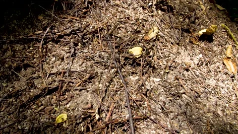 Large anthill in the forest. Home for ants in their natural habitat. Stock Footage 316237928