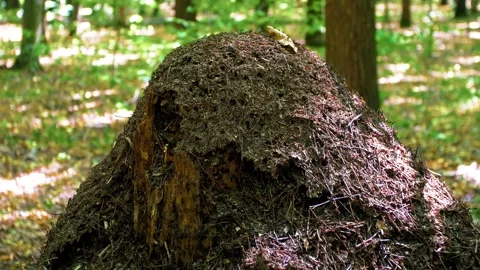 Large anthill in the forest. Home for ants in their natural habitat. Stock Footage 316238041