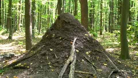Large anthill in the forest. Home for ants in their natural habitat. Stock Footage 316238044