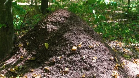 Large anthill in the forest. Home for ants in their natural habitat. Stock Footage 316238525