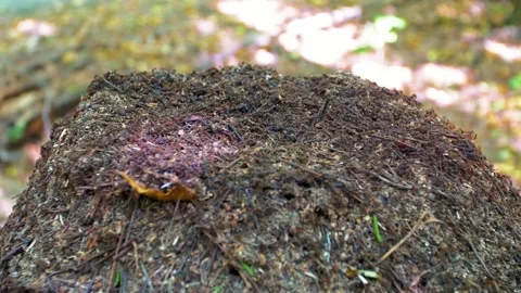 Large anthill in the forest. Home for ants in their natural habitat. Stock Footage 316238527