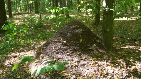 Large anthill in the forest. Home for ants in their natural habitat. Stock Footage 316238679