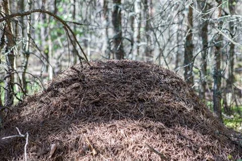 A large anthill in the forest. Stock Photos