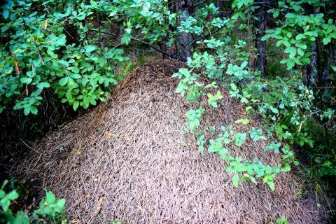 Large anthill in the forest. 写真素材