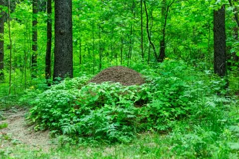 Large anthill in the forest Stock Photos