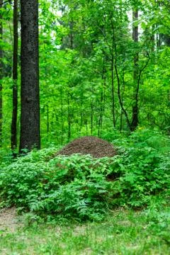 Large anthill in the forest Stock Photos