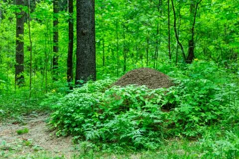 Large anthill in the forest Stock Photos