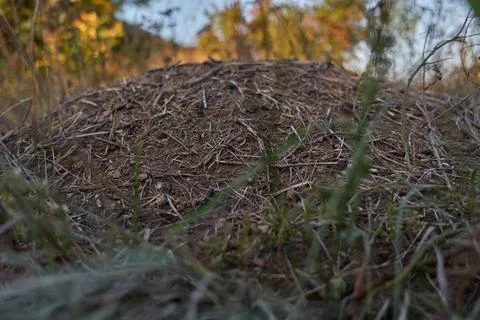 Large anthill in the forest. Stock Photos