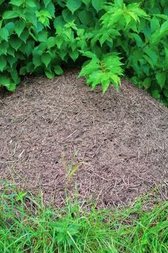 Large anthill in forestLarge anthill in the forest under a deciduous tree clo Foto stock
