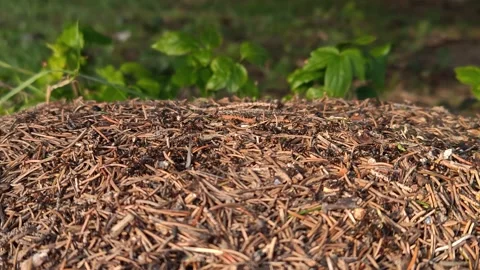 Large anthill on the grass macro video Stock-Footage 319788329